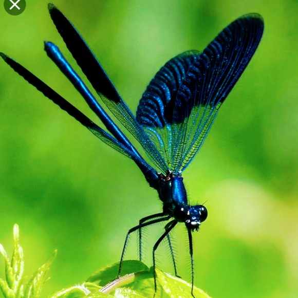 Meet your Posher, Paula - Picture 1 of 1